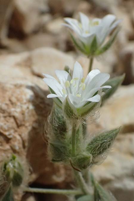 Cerastium illyricum subsp. brachiatum \ Illyrisches Hornkraut / Illyrian Mouse-Ear, Kefalonia/Cephalonia Ainos 24.4.2024