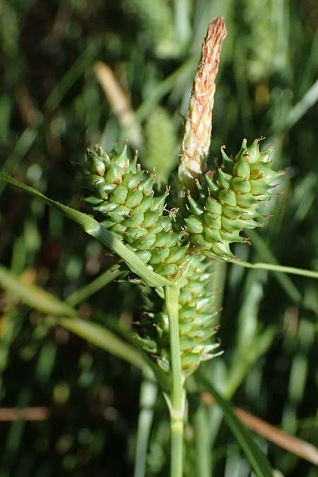 Carex extensa \ Strand-Segge / Long-Bracted Sedge, Kefalonia/Cephalonia Karavomylos 20.4.2024