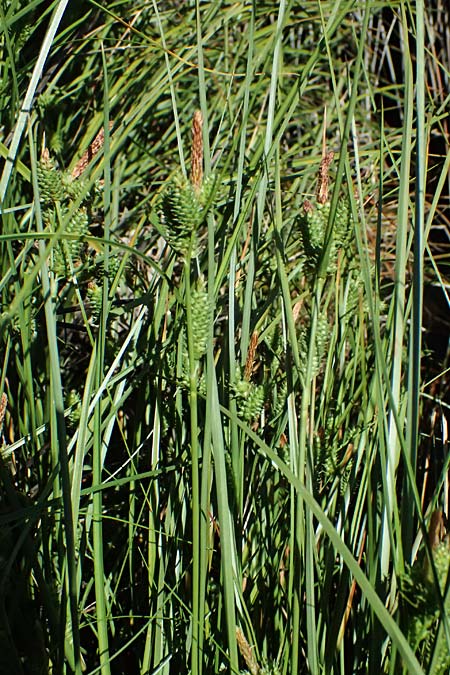 Carex extensa \ Strand-Segge / Long-Bracted Sedge, Kefalonia/Cephalonia Karavomylos 20.4.2024