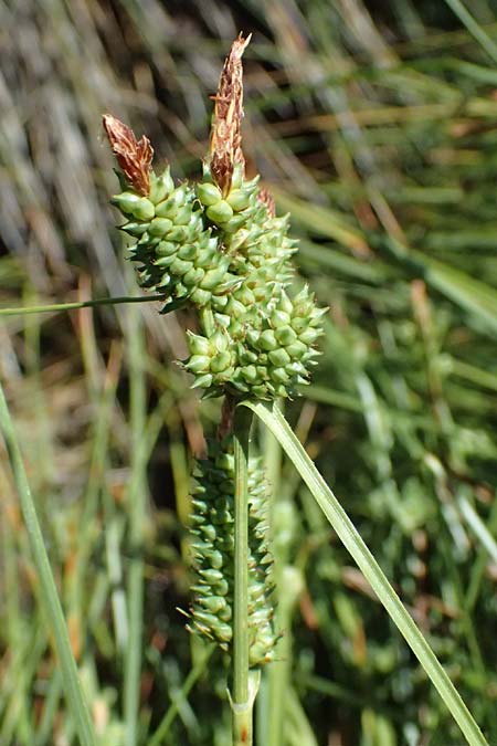 Carex extensa \ Strand-Segge / Long-Bracted Sedge, Kefalonia/Cephalonia Karavomylos 20.4.2024