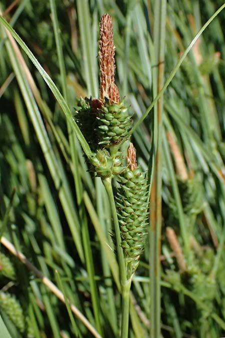 Carex extensa \ Strand-Segge / Long-Bracted Sedge, Kefalonia/Cephalonia Karavomylos 20.4.2024