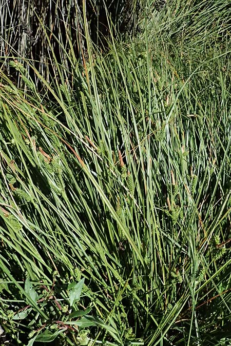 Carex extensa \ Strand-Segge / Long-Bracted Sedge, Kefalonia/Cephalonia Karavomylos 20.4.2024