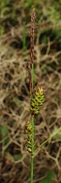Carex flacca subsp. erythrostachys \ Ges&auml;gte Blau-Segge / Glaucous Sedge, Kefalonia/Cephalonia Tzanata 23.4.2024