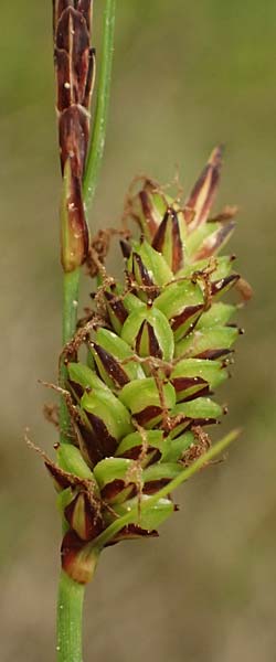 Carex flacca subsp. erythrostachys \ Ges&auml;gte Blau-Segge / Glaucous Sedge, Kefalonia/Cephalonia Tzanata 23.4.2024