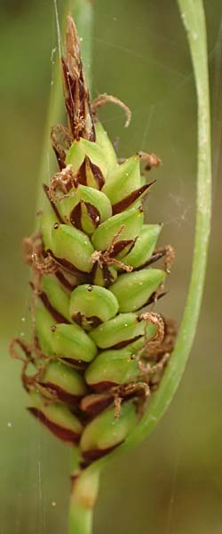 Carex flacca subsp. erythrostachys \ Ges&auml;gte Blau-Segge / Glaucous Sedge, Kefalonia/Cephalonia Tzanata 23.4.2024