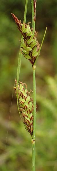 Carex flacca subsp. erythrostachys \ Ges&auml;gte Blau-Segge / Glaucous Sedge, Kefalonia/Cephalonia Tzanata 23.4.2024