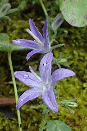 Campanula garganica subsp. cephallenica \ Kefalonia-Glockenblume / Cephalonica Bellflower, Kefalonia/Cephalonia   25.4.2024