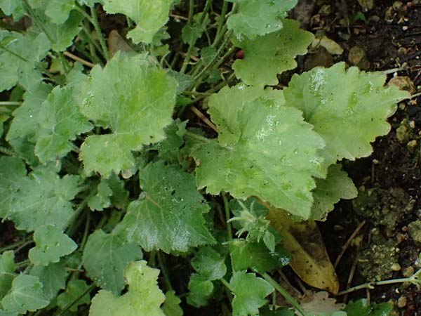 Campanula garganica subsp. cephallenica \ Kefalonia-Glockenblume / Cephalonica Bellflower, Kefalonia/Cephalonia   25.4.2024