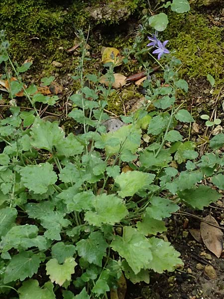 Campanula garganica subsp. cephallenica \ Kefalonia-Glockenblume / Cephalonica Bellflower, Kefalonia/Cephalonia   25.4.2024