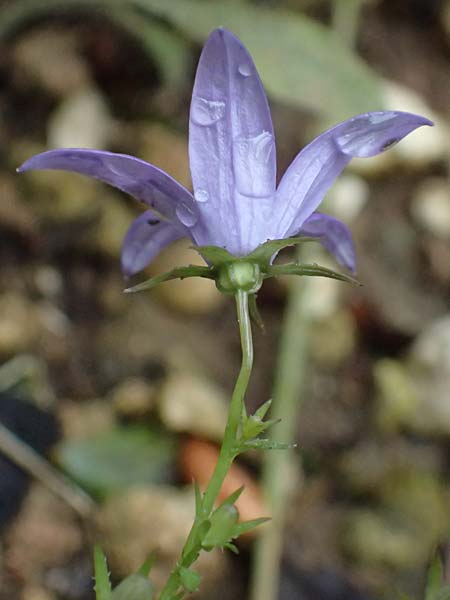 Campanula garganica subsp. cephallenica \ Kefalonia-Glockenblume / Cephalonica Bellflower, Kefalonia/Cephalonia   25.4.2024