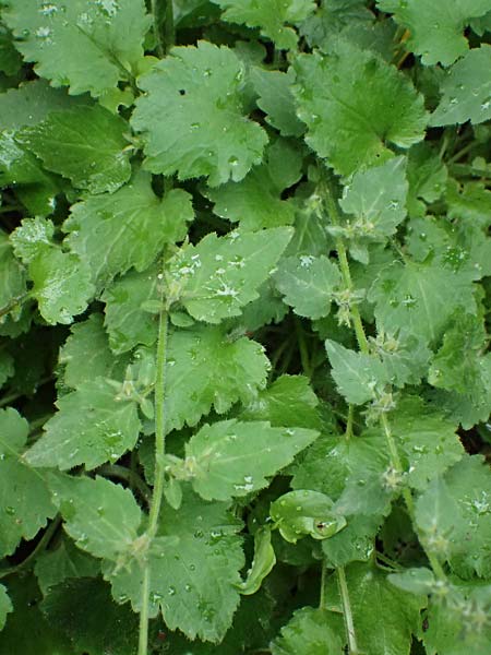 Campanula garganica subsp. cephallenica \ Kefalonia-Glockenblume / Cephalonica Bellflower, Kefalonia/Cephalonia   25.4.2024