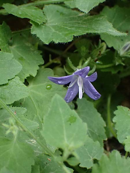 Campanula garganica subsp. cephallenica \ Kefalonia-Glockenblume / Cephalonica Bellflower, Kefalonia/Cephalonia   25.4.2024