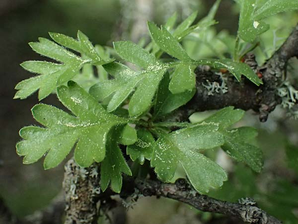 Crataegus heldreichii \ Heldreichs Wei�dorn / Heldreich's Hawthorn, Kefalonia/Cephalonia Ainos 18.4.2024
