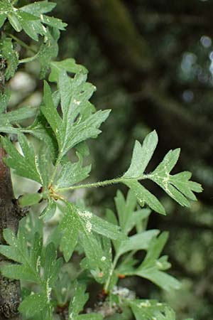 Crataegus heldreichii \ Heldreichs Wei�dorn / Heldreich's Hawthorn, Kefalonia/Cephalonia Ainos 18.4.2024