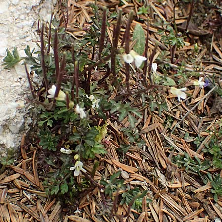 Cardamine graeca \ Griechisches Schaumkraut / Greek Bitter-Cress, Kefalonia/Cephalonia Ainos 23.4.2024