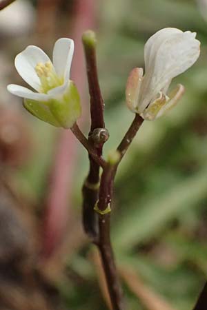Cardamine graeca \ Griechisches Schaumkraut / Greek Bitter-Cress, Kefalonia/Cephalonia Ainos 23.4.2024