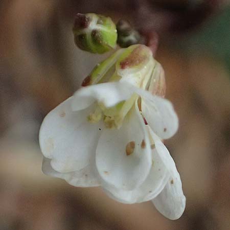 Cardamine graeca \ Griechisches Schaumkraut / Greek Bitter-Cress, Kefalonia/Cephalonia Ainos 23.4.2024