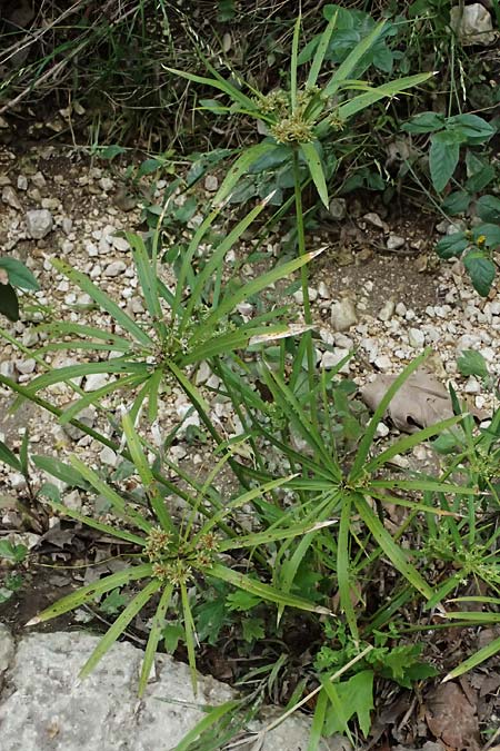 Cyperus involucratus \ Wechselbl�ttriges Zypergras / Umbrella Plant, Dwarf Papyrus Grass, Kefalonia/Cephalonia Paralia Trapezaki 21.4.2024