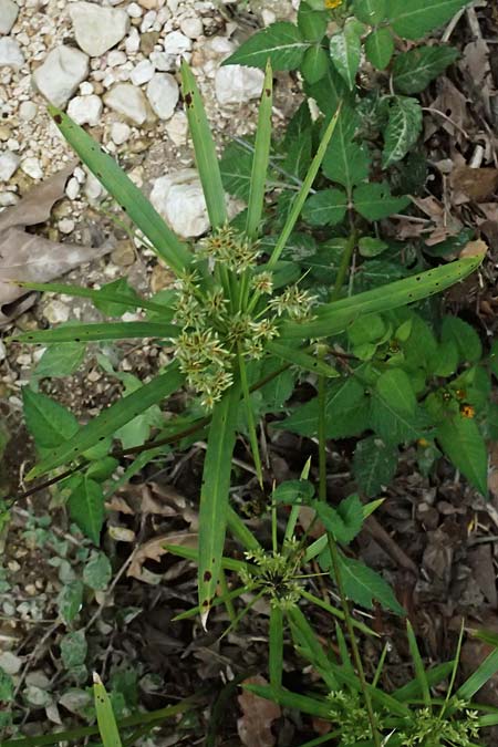 Cyperus involucratus \ Wechselbl�ttriges Zypergras / Umbrella Plant, Dwarf Papyrus Grass, Kefalonia/Cephalonia Paralia Trapezaki 21.4.2024