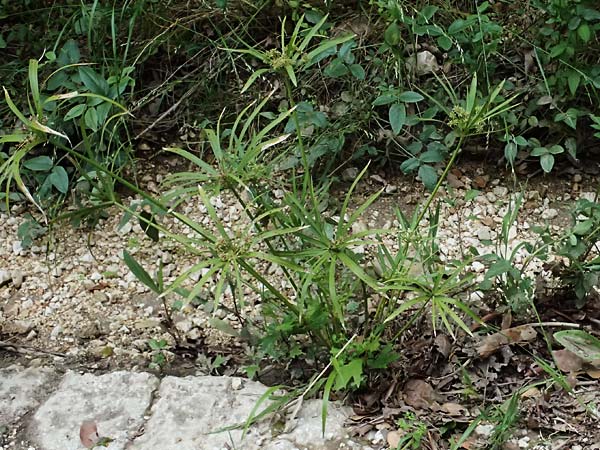 Cyperus involucratus \ Wechselbl�ttriges Zypergras / Umbrella Plant, Dwarf Papyrus Grass, Kefalonia/Cephalonia Paralia Trapezaki 21.4.2024