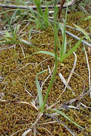 Carex illegitima \ Illegitime Segge / Illegitimate Sedge, Kefalonia/Cephalonia Paralia Trapezaki 21.4.2024