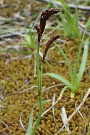 Carex illegitima \ Illegitime Segge / Illegitimate Sedge, Kefalonia/Cephalonia Paralia Trapezaki 21.4.2024