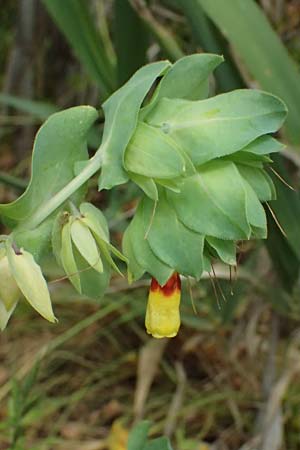 Cerinthe major \ Gro�e Wachsblume / Greater Honeywort, Kefalonia/Cephalonia Argostoli 19.4.2024