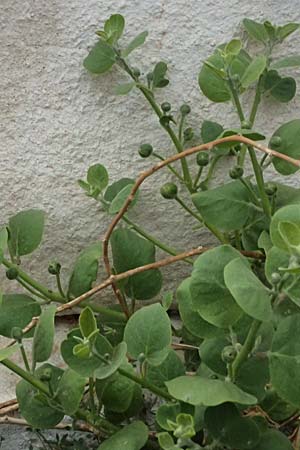 Capparis spinosa subsp. rupestris \ &Ouml;stlicher Kapernstrauch / Spineless Caper, Kefalonia/Cephalonia Fiskardo 16.4.2024