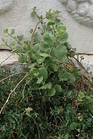 Capparis spinosa subsp. rupestris \ &Ouml;stlicher Kapernstrauch / Spineless Caper, Kefalonia/Cephalonia Fiskardo 16.4.2024