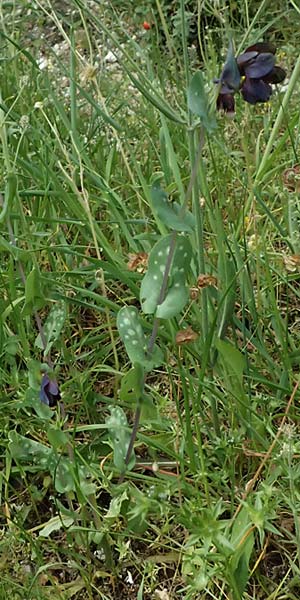 Cerinthe retorta \ Verdrehte Wachsblume / Twisted Honeywort, Greek Cerinthe, Kefalonia/Cephalonia Komitata 16.4.2024