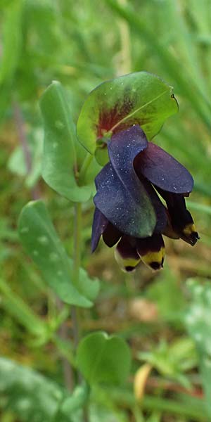 Cerinthe retorta \ Verdrehte Wachsblume / Twisted Honeywort, Greek Cerinthe, Kefalonia/Cephalonia Komitata 16.4.2024