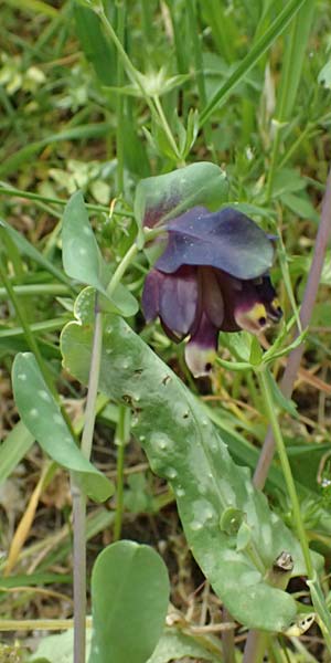 Cerinthe retorta \ Verdrehte Wachsblume / Twisted Honeywort, Greek Cerinthe, Kefalonia/Cephalonia Komitata 16.4.2024
