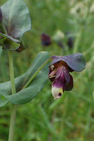 Cerinthe retorta \ Verdrehte Wachsblume / Twisted Honeywort, Greek Cerinthe, Kefalonia/Cephalonia Komitata 16.4.2024