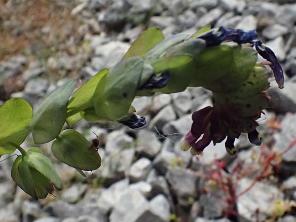 Cerinthe retorta \ Verdrehte Wachsblume / Twisted Honeywort, Greek Cerinthe, Kefalonia/Cephalonia Komitata 16.4.2024