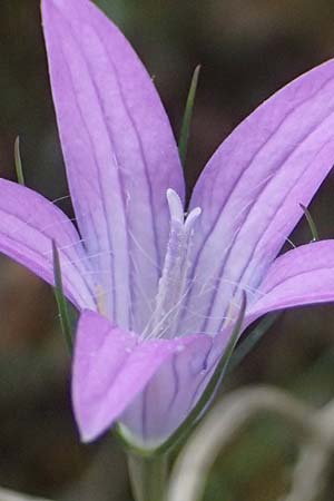 Campanula spatulata subsp. spruneriana \ Spruners Glockenblume / Spruner's Bellflower, Kefalonia/Cephalonia Komitata 16.4.2024