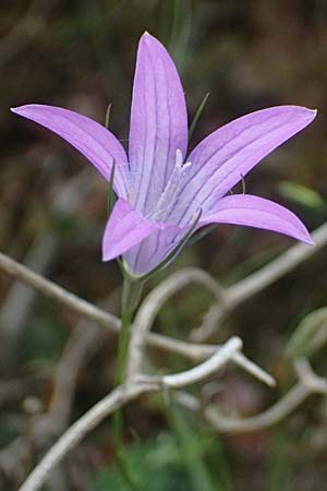 Campanula spatulata subsp. spruneriana \ Spruners Glockenblume / Spruner's Bellflower, Kefalonia/Cephalonia Komitata 16.4.2024