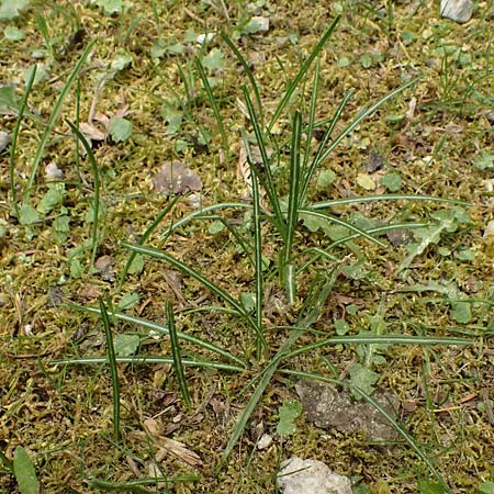 Crocus sieberi subsp. sublimis ? \ Griechischer Zwerg-Krokus / Snow Crocus, Kefalonia/Cephalonia Ainos 23.4.2024