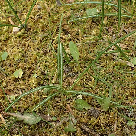Crocus sieberi subsp. sublimis ? \ Griechischer Zwerg-Krokus / Snow Crocus, Kefalonia/Cephalonia Ainos 23.4.2024