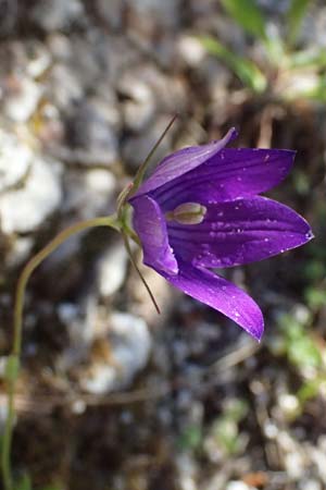 Campanula spatulata subsp. spruneriana \ Spruners Glockenblume / Spruner's Bellflower, Kefalonia/Cephalonia Assos 20.4.2024