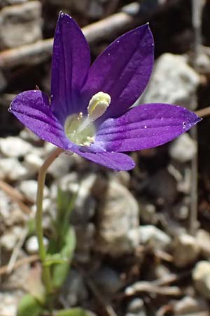 Campanula spatulata subsp. spruneriana \ Spruners Glockenblume / Spruner's Bellflower, Kefalonia/Cephalonia Assos 20.4.2024