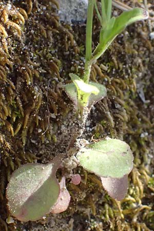 Campanula spatulata subsp. spruneriana \ Spruners Glockenblume / Spruner's Bellflower, Kefalonia/Cephalonia Assos 20.4.2024