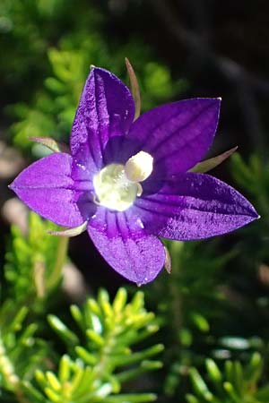 Campanula spatulata subsp. spruneriana \ Spruners Glockenblume / Spruner's Bellflower, Kefalonia/Cephalonia Assos 20.4.2024