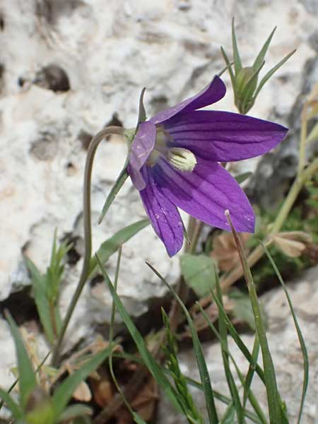 Campanula spatulata subsp. spruneriana \ Spruners Glockenblume / Spruner's Bellflower, Kefalonia/Cephalonia Ainos 24.4.2024