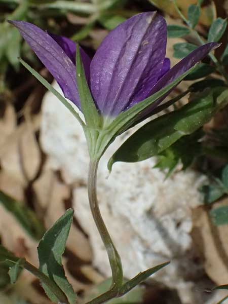 Campanula spatulata subsp. spruneriana \ Spruners Glockenblume / Spruner's Bellflower, Kefalonia/Cephalonia Ainos 24.4.2024