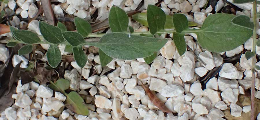 Centaurea spruneri \ Spruners Flockenblume / Spruner's Knapweed, Kefalonia/Cephalonia   25.4.2024