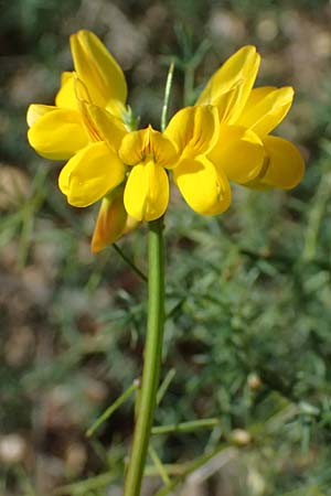 Securigera securidaca \ Beilwicke / Hatchet Vetch, Kefalonia/Cephalonia Sami 20.4.2024