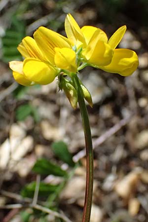 Securigera securidaca \ Beilwicke / Hatchet Vetch, Kefalonia/Cephalonia Sami 20.4.2024