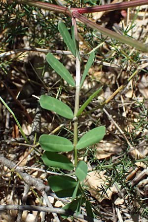Securigera securidaca \ Beilwicke / Hatchet Vetch, Kefalonia/Cephalonia Sami 20.4.2024