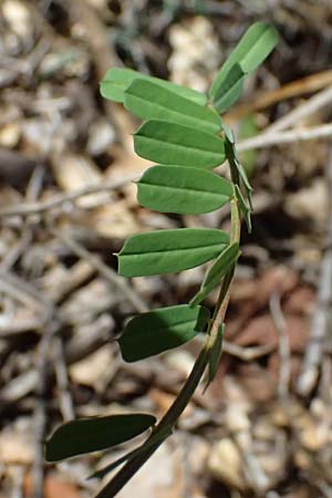 Securigera securidaca \ Beilwicke / Hatchet Vetch, Kefalonia/Cephalonia Sami 20.4.2024