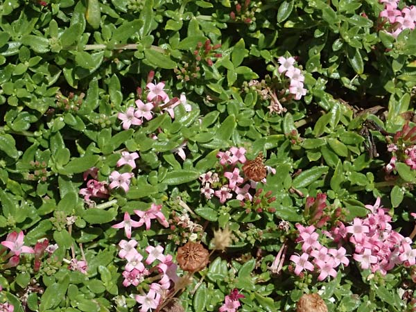 Plocama calabrica \ Kalabrische Putorie / Stinking Madder, Kefalonia/Cephalonia Assos 20.4.2024